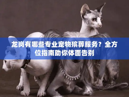 龙岗有哪些专业宠物殡葬服务?全方位指南助你体面告别 龙岗有哪些专业宠物殡葬服务?全方位指南助你体面告别