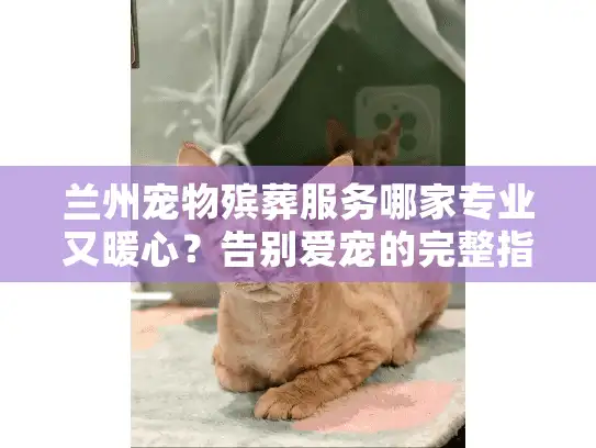 兰州宠物殡葬服务哪家专业又暖心？告别爱宠的完整指南