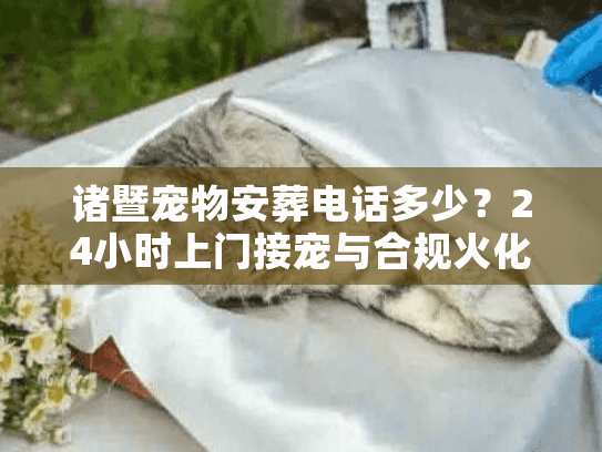 诸暨宠物安葬电话多少？24小时上门接宠与合规火化避坑实录