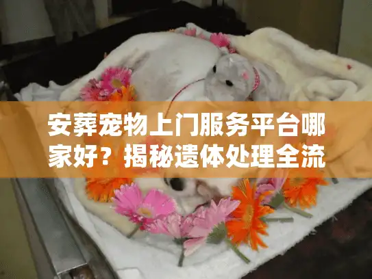 安葬宠物上门服务平台哪家好?揭秘遗体处理全流程 安葬宠物上门服务平台哪家好?揭秘遗体处理全流程
