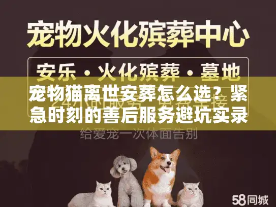 宠物猫离世安葬怎么选?紧急时刻的善后服务避坑实录 宠物猫离世安葬怎么选?紧急时刻的善后服务避坑实录