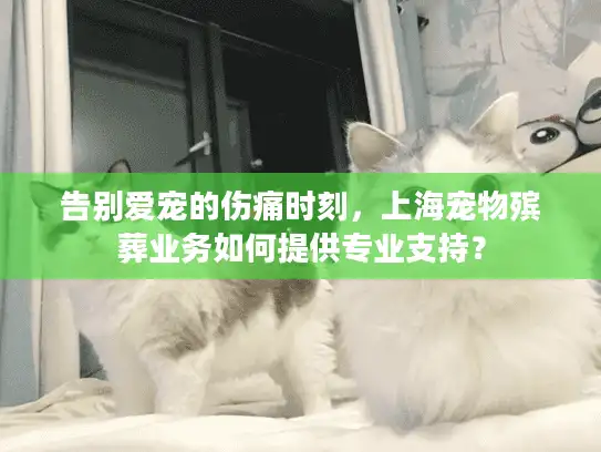 告别爱宠的伤痛时刻,上海宠物殡葬业务如何提供专业支持? 告别爱宠的伤痛时刻,上海宠物殡葬业务如何提供专业支持?