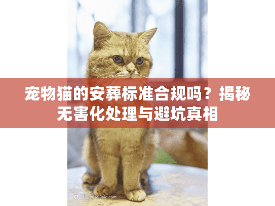 宠物猫的安葬标准合规吗？揭秘无害化处理与避坑真相