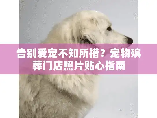 告别爱宠不知所措?宠物殡葬门店照片贴心指南 告别爱宠不知所措?宠物殡葬门店照片贴心指南