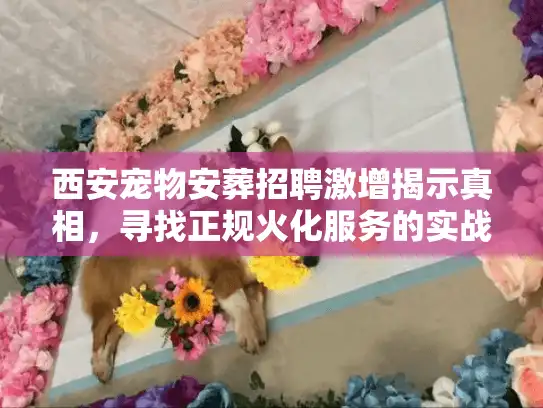 西安宠物安葬招聘激增揭示真相，寻找正规火化服务的实战