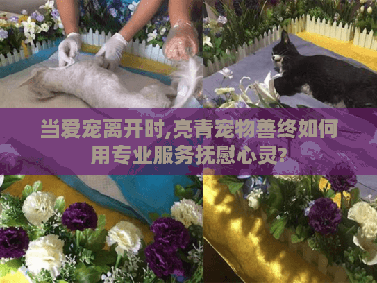 当爱宠离开时,亮青宠物善终如何用专业服务抚慰心灵?