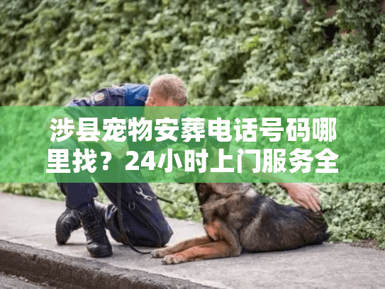 涉县宠物安葬电话号码哪里找？24小时上门服务全流程揭秘