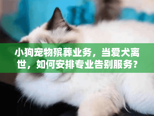 小狗宠物殡葬业务，当爱犬离世，如何安排专业告别服务？