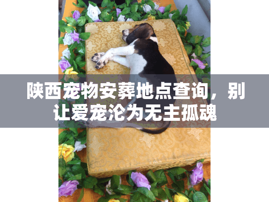 陕西宠物安葬地点查询,别让爱宠沦为无主孤魂 陕西宠物安葬地点查询,别让爱宠沦为无主孤魂
