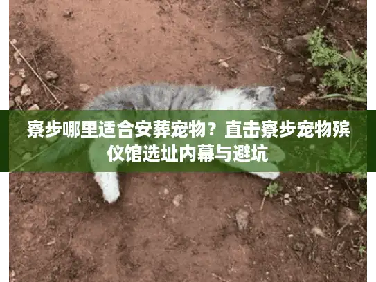 寮步哪里适合安葬宠物？直击寮步宠物殡仪馆选址内幕与避坑