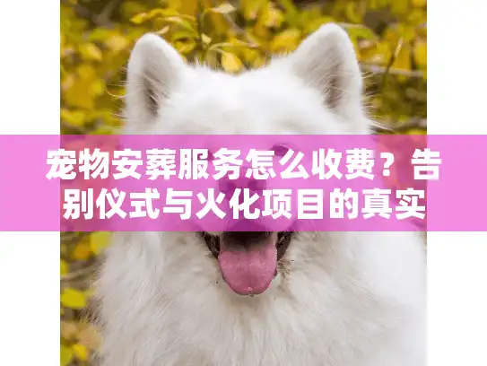 宠物安葬服务怎么收费？告别仪式与火化项目的真实内幕