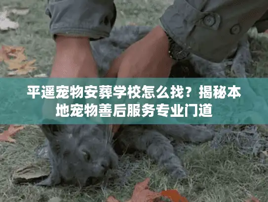 平遥宠物安葬学校怎么找?揭秘本地宠物善后服务专业门道 平遥宠物安葬学校怎么找?揭秘本地宠物善后服务专业门道
