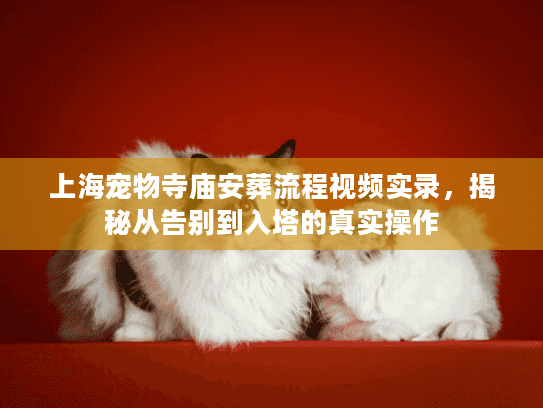 上海宠物寺庙安葬流程视频实录，揭秘从告别到入塔的真实操作