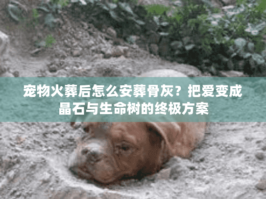 宠物火葬后怎么安葬骨灰?把爱变成晶石与生命树的终极方案 宠物火葬后怎么安葬骨灰?把爱变成晶石与生命树的终极方案