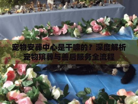 宠物安葬中心是干嘛的？深度解析宠物殡葬与善后服务全流程