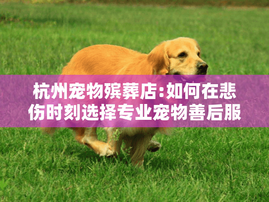 杭州宠物殡葬店:如何在悲伤时刻选择专业宠物善后服务?