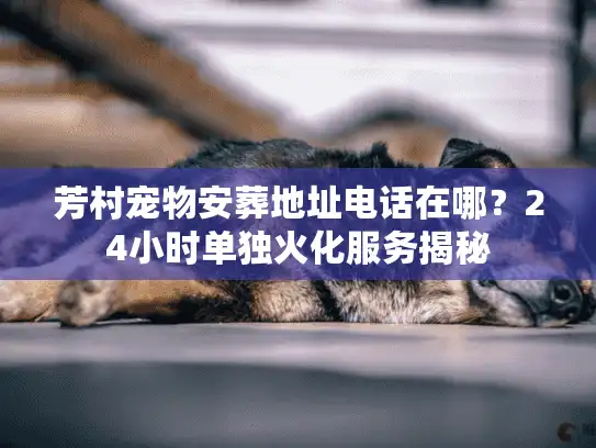 芳村宠物安葬地址电话在哪？24小时单独火化服务揭秘
