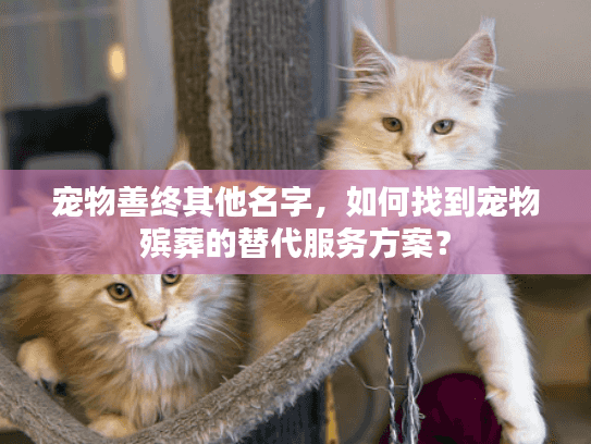 宠物善终其他名字，如何找到宠物殡葬的替代服务方案？