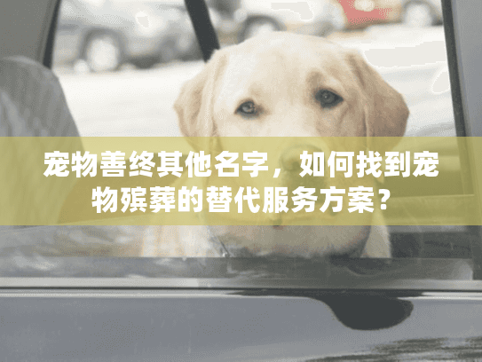 宠物善终其他名字，如何找到宠物殡葬的替代服务方案？