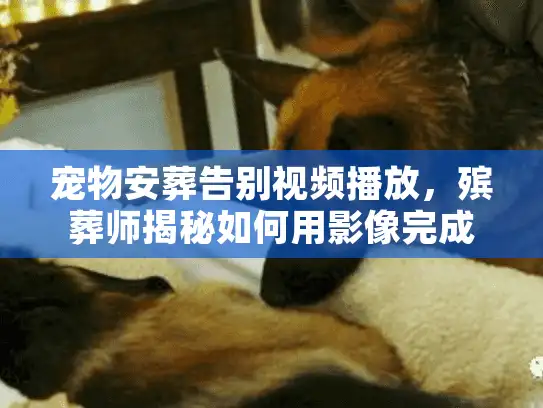 宠物安葬告别视频播放，殡葬师揭秘如何用影像完成最后告别
