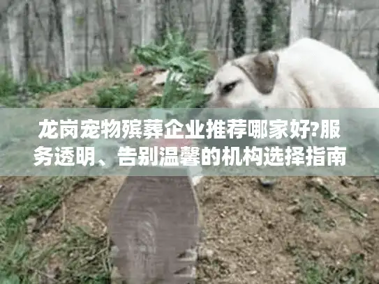 龙岗宠物殡葬企业推荐哪家好?服务透明、告别温馨的机构选择指南 龙岗宠物殡葬企业推荐哪家好?服务透明、告别温馨的机构选择指南