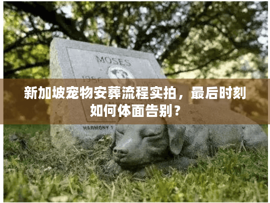 新加坡宠物安葬流程实拍，最后时刻如何体面告别？