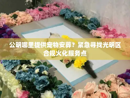 公明哪里提供宠物安葬?紧急寻找光明区合规火化服务点 公明哪里提供宠物安葬?紧急寻找光明区合规火化服务点