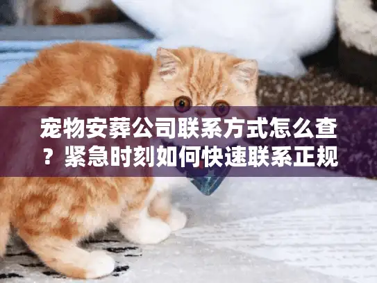 宠物安葬公司联系方式怎么查?紧急时刻如何快速联系正规团队? 宠物安葬公司联系方式怎么查?紧急时刻如何快速联系正规团队?