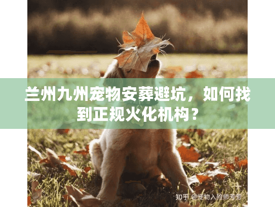 兰州九州宠物安葬避坑，如何找到正规火化机构？
