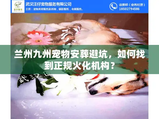 兰州九州宠物安葬避坑，如何找到正规火化机构？