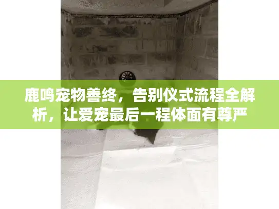 鹿鸣宠物善终，告别仪式流程全解析，让爱宠最后一程体面有尊严