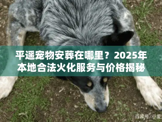 平遥宠物安葬在哪里?2025年本地合法火化服务与价格揭秘 平遥宠物安葬在哪里?2025年本地合法火化服务与价格揭秘