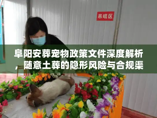阜阳安葬宠物政策文件深度解析，随意土葬的隐形风险与合规渠道