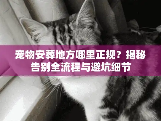 宠物安葬地方哪里正规？揭秘告别全流程与避坑细节