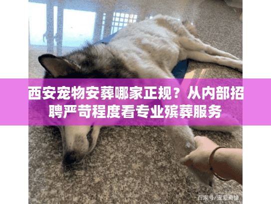 西安宠物安葬哪家正规?从内部招聘严苛程度看专业殡葬服务 西安宠物安葬哪家正规?从内部招聘严苛程度看专业殡葬服务