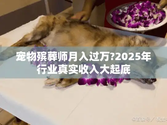 宠物殡葬师月入过万?2025年行业真实收入大起底