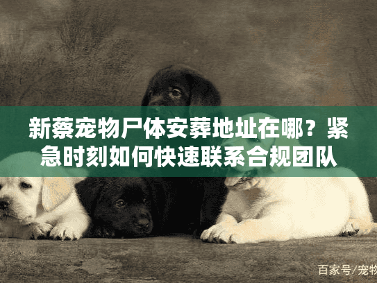 新蔡宠物尸体安葬地址在哪？紧急时刻如何快速联系合规团队？