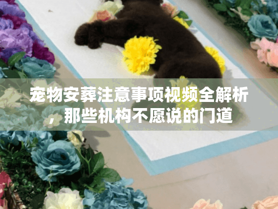 宠物安葬注意事项视频全解析，那些机构不愿说的门道