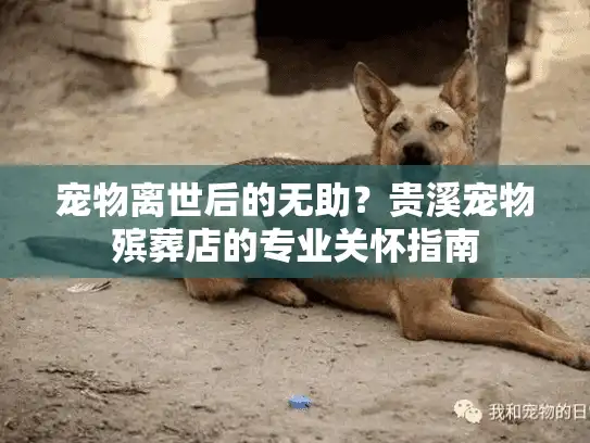 宠物离世后的无助？贵溪宠物殡葬店的专业关怀指南