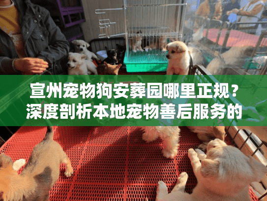 宣州宠物狗安葬园哪里正规？深度剖析本地宠物善后服务的隐形门道