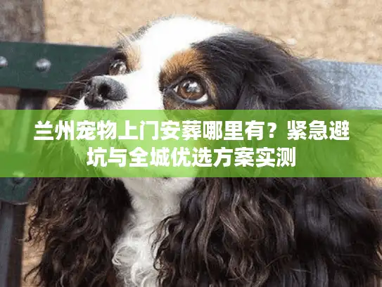 兰州宠物上门安葬哪里有？紧急避坑与全城优选方案实测