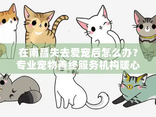 在南昌失去爱宠后怎么办？专业宠物善终服务机构暖心指南