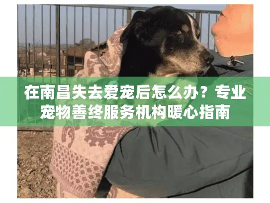 在南昌失去爱宠后怎么办？专业宠物善终服务机构暖心指南
