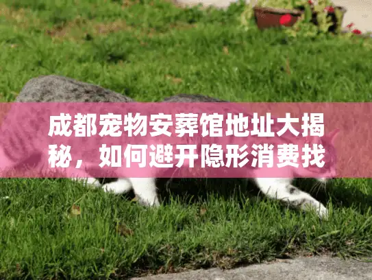 成都宠物安葬馆地址大揭秘,如何避开隐形消费找到正规归宿? 成都宠物安葬馆地址大揭秘,如何避开隐形消费找到正规归宿?