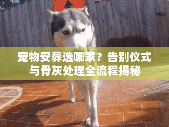 宠物安葬选哪家？告别仪式与骨灰处理全流程揭秘