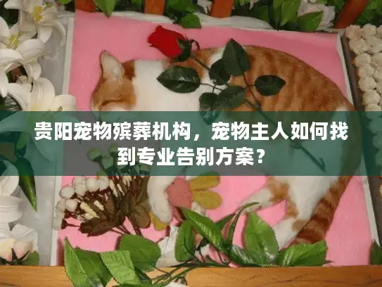 贵阳宠物殡葬机构，宠物主人如何找到专业告别方案？