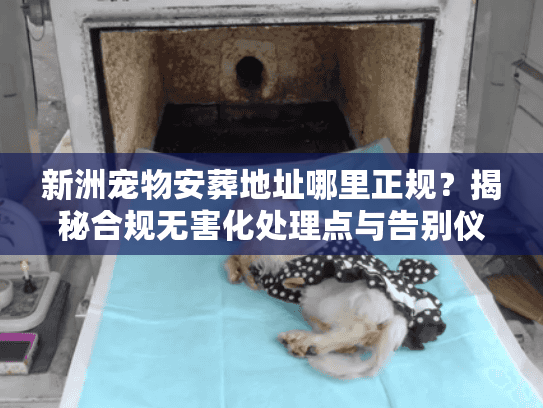 新洲宠物安葬地址哪里正规？揭秘合规无害化处理点与告别仪式