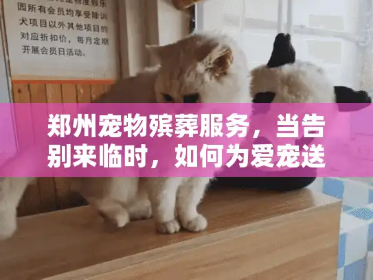 郑州宠物殡葬服务，当告别来临时，如何为爱宠送上体面一程？
