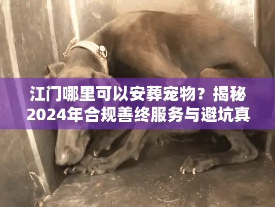 江门哪里可以安葬宠物？揭秘2024年合规善终服务与避坑真相