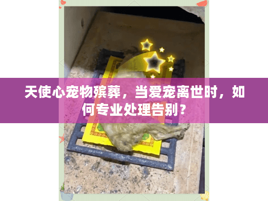 天使心宠物殡葬，当爱宠离世时，如何专业处理告别？